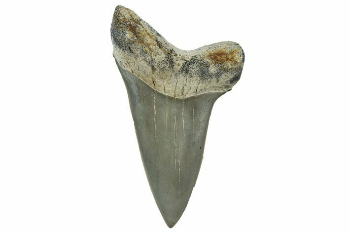 Fossil Mako Tooth - Lee Creek (Aurora), NC #300596